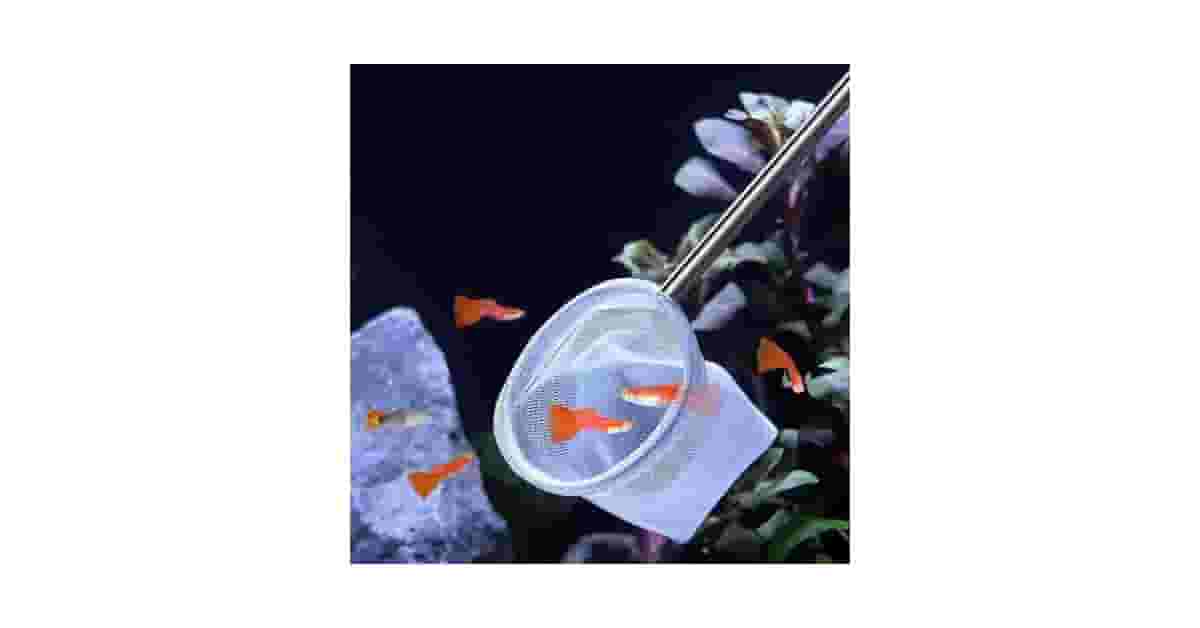 Qual Melhor Camarão Limpador para Aquário? Guia de Ferramentas