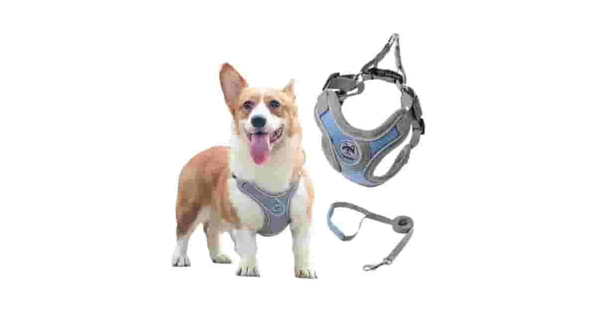 Qual Melhor Coleira Para Cachorro Com Guia e Peitoral Ajustável? H vs. Colete