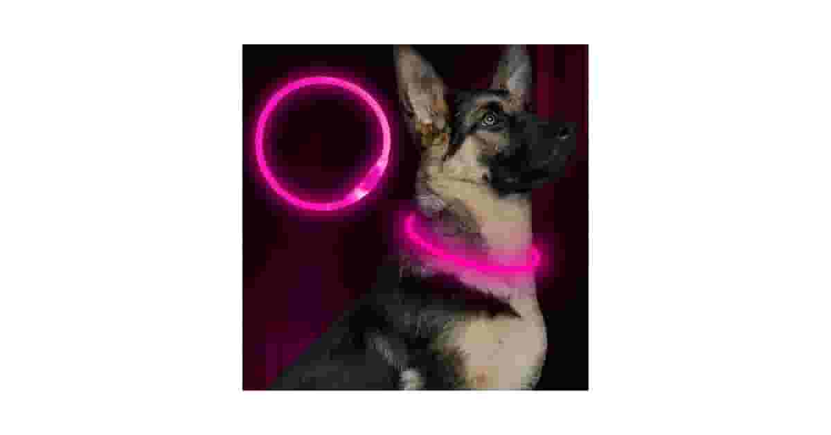 Qual Melhor Coleira para Cachorro com Led: Guia de Segurança