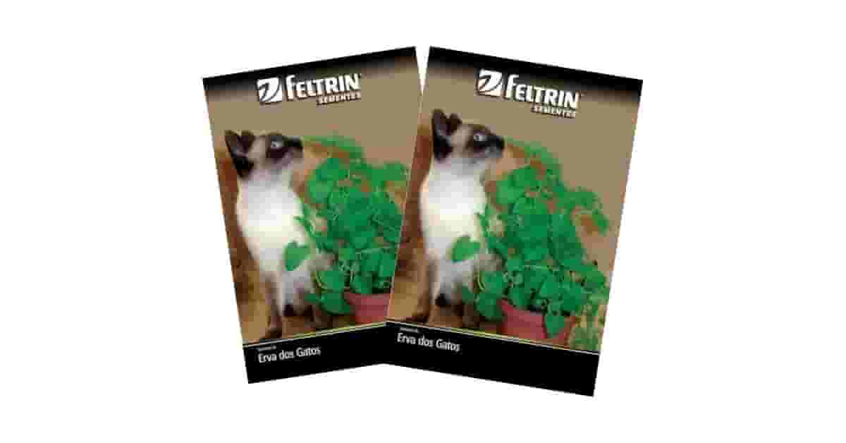 Qual Melhor Grama para Gato (Catnip)? Guia Completo