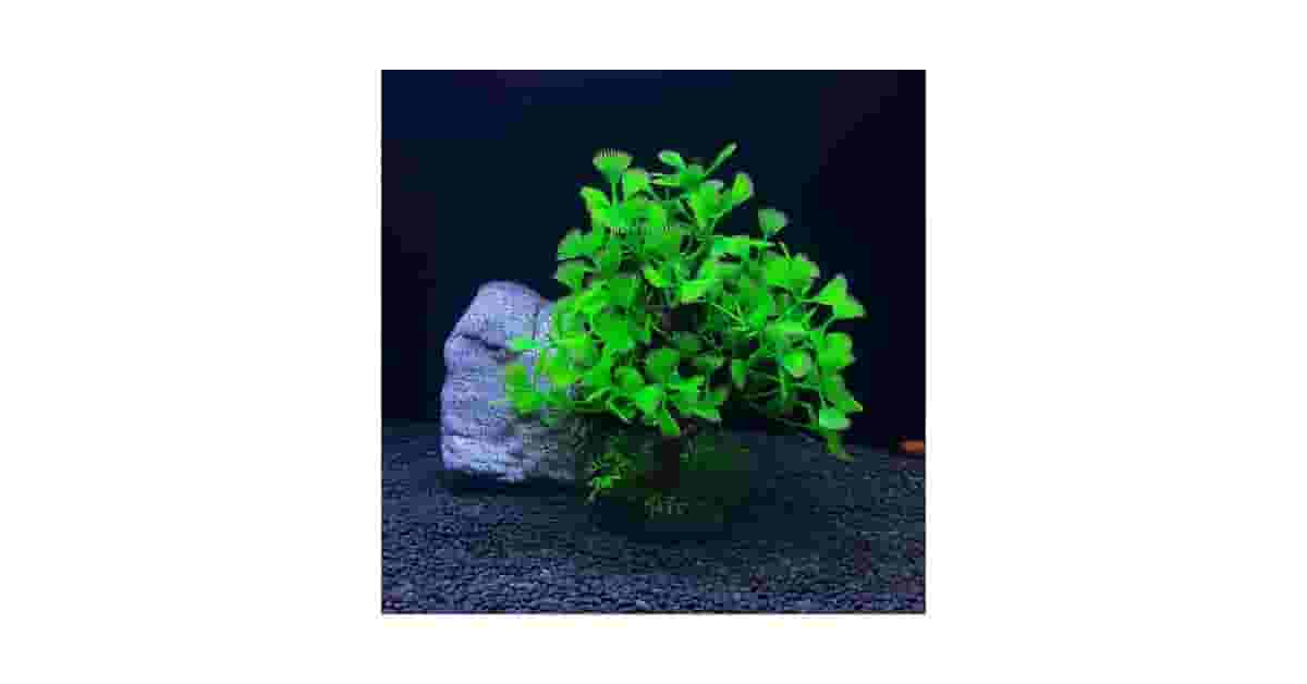 Qual Melhor Planta Para Aquário Low Tech: 5 Opções Fáceis