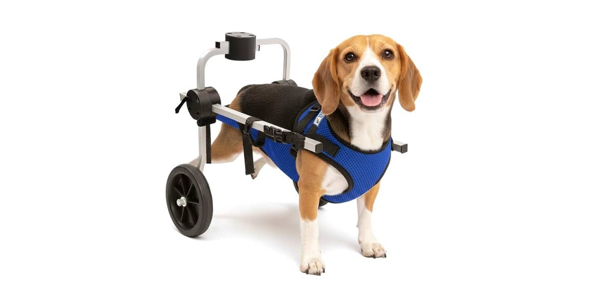 Melhor Cadeira de Rodas para Cachorro: Guia Completo