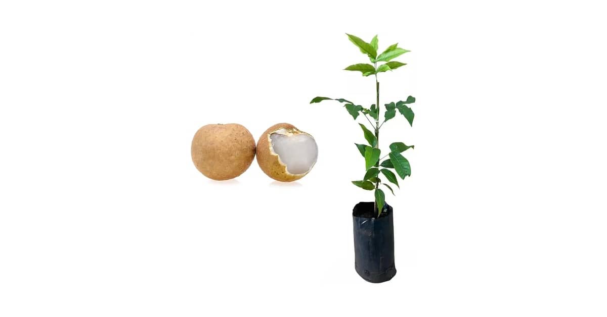 Melhor Frutifera para Vaso: 7 Opções Incríveis