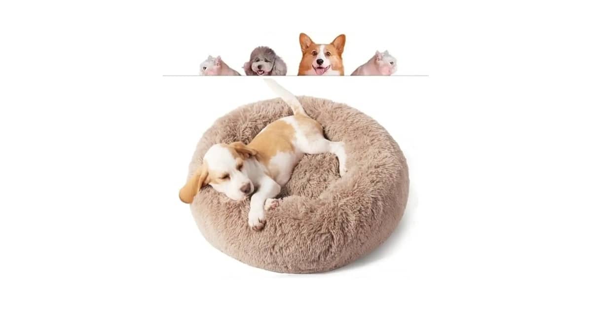 Qual Melhor Cama Para Gatos Que Pode Ser Lavada na Máquina? 10 Opções