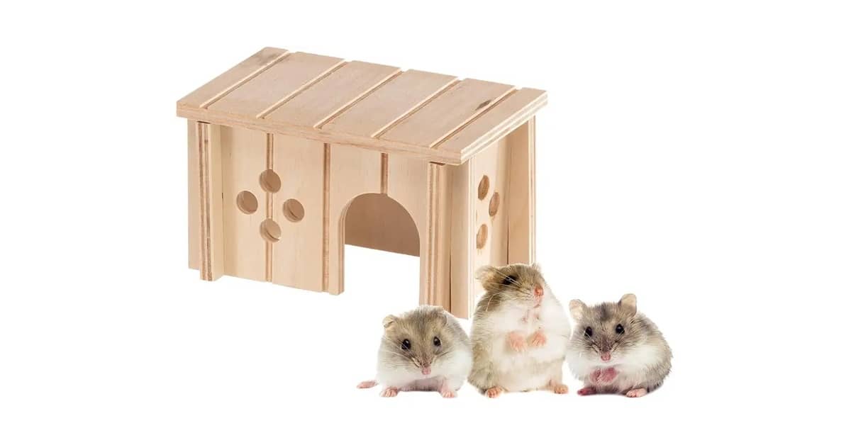 Qual Melhor Casinha de Coco Para Hamster? Guia Natural
