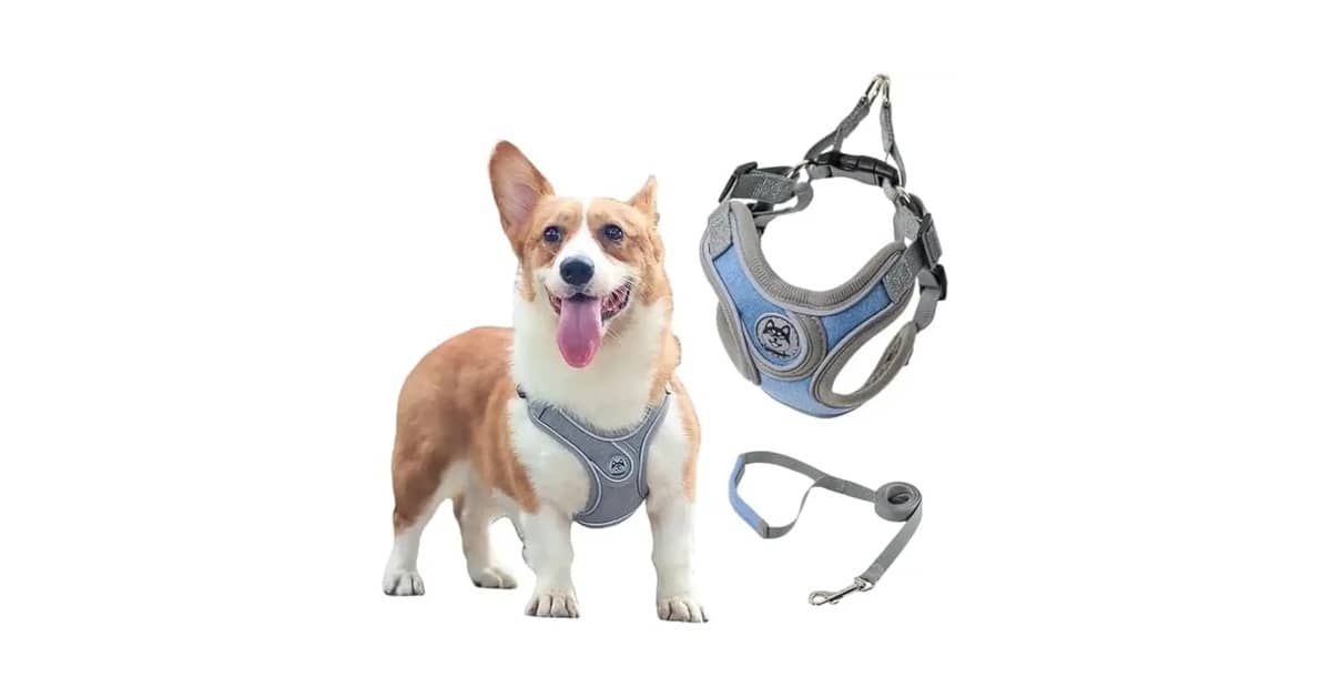 Qual Melhor Coleira Para Cachorro Com Guia e Peitoral Ajustável? H vs. Colete