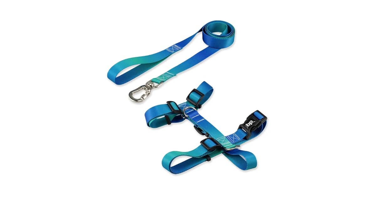 Qual Melhor Coleira Para Cachorro de Porte Pequeno? Peitoral vs. Pescoço