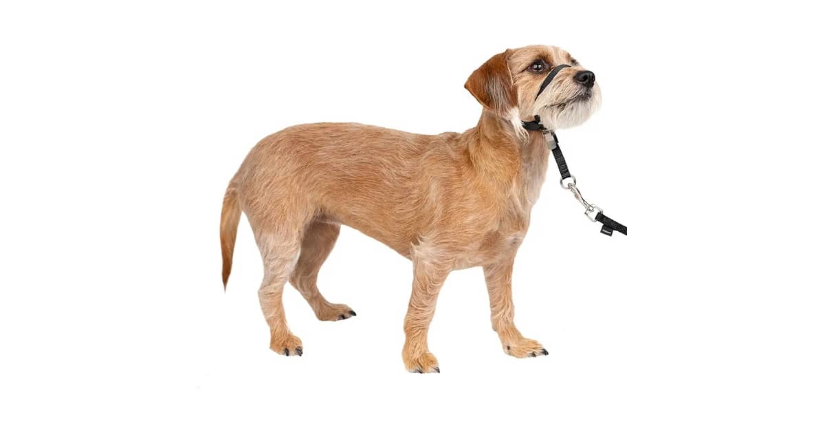 Qual Melhor Coleira para Cachorro que Puxa: 6 Modelos