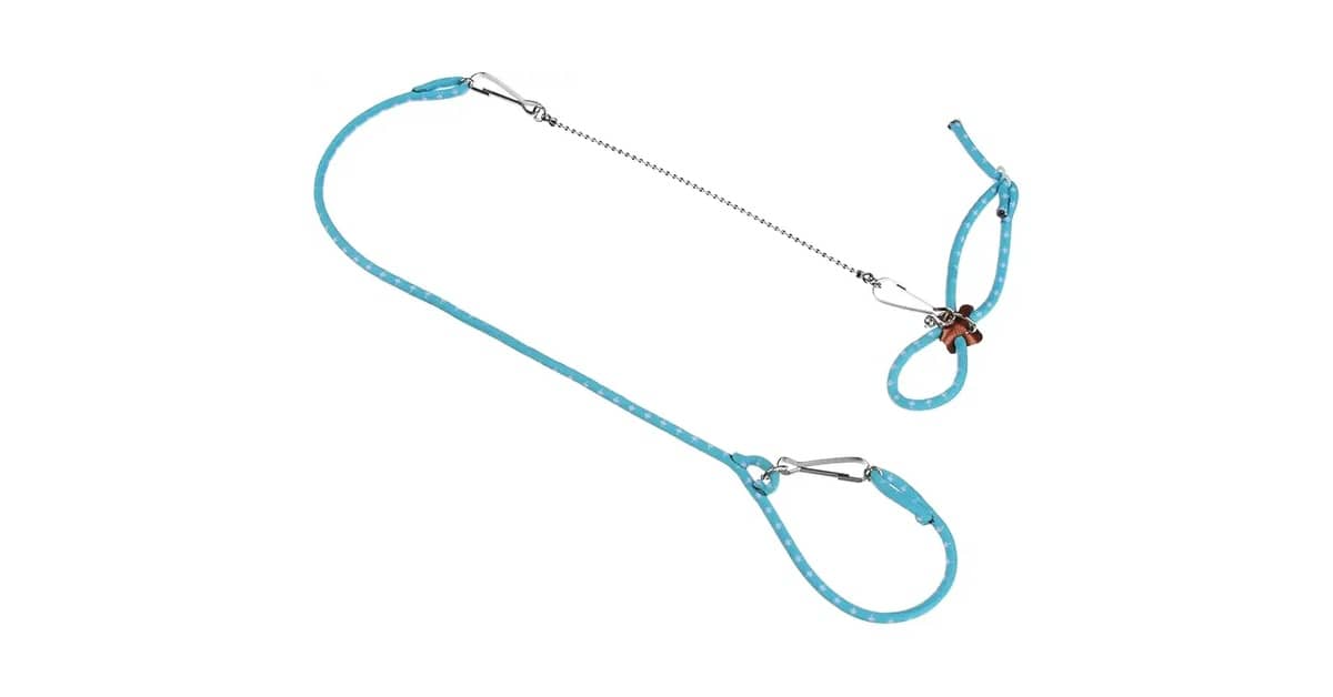 Qual Melhor Coleira para Furão? 8 Modelos Seguros