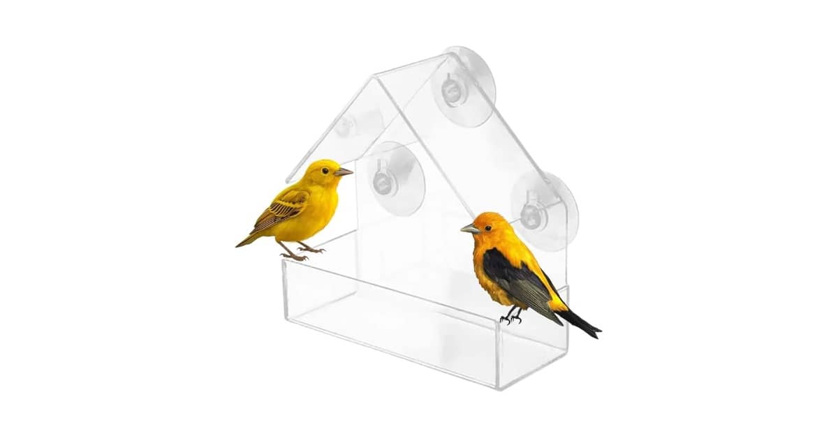 Qual Melhor Comedouro de Janela Para Pássaros? Análise