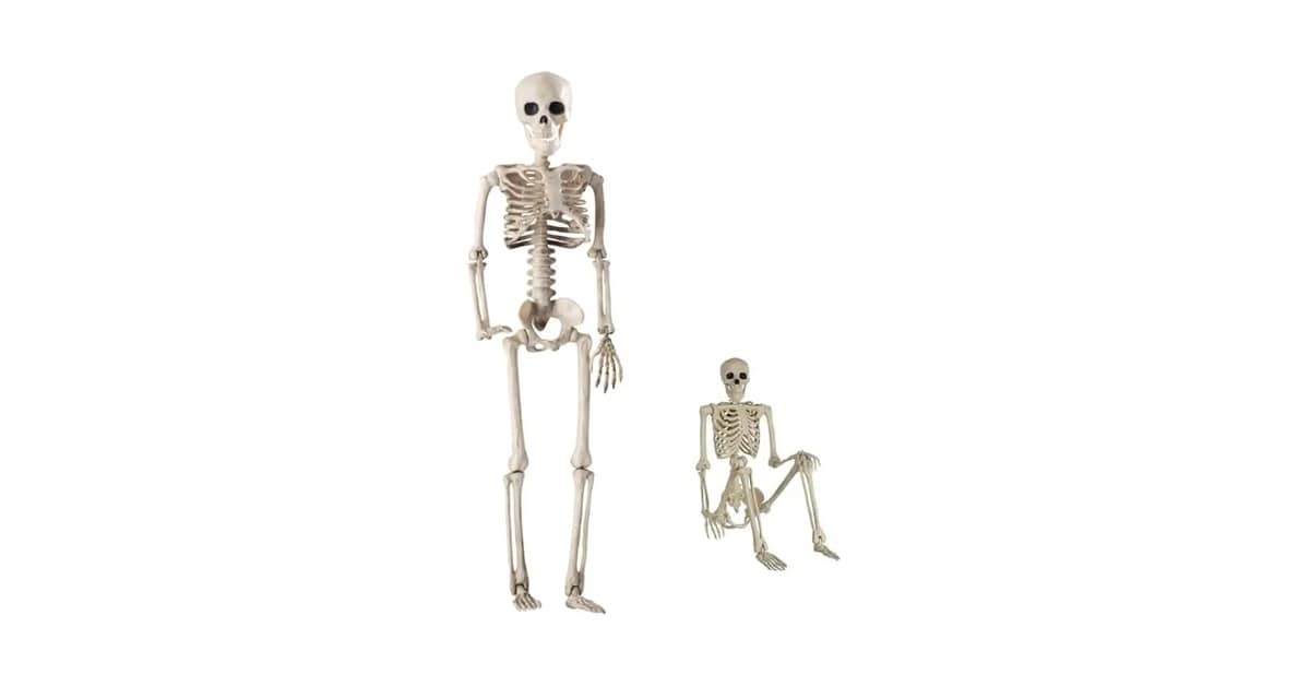 Qual Melhor Esqueleto Humano Para Estudo: 7 Modelos