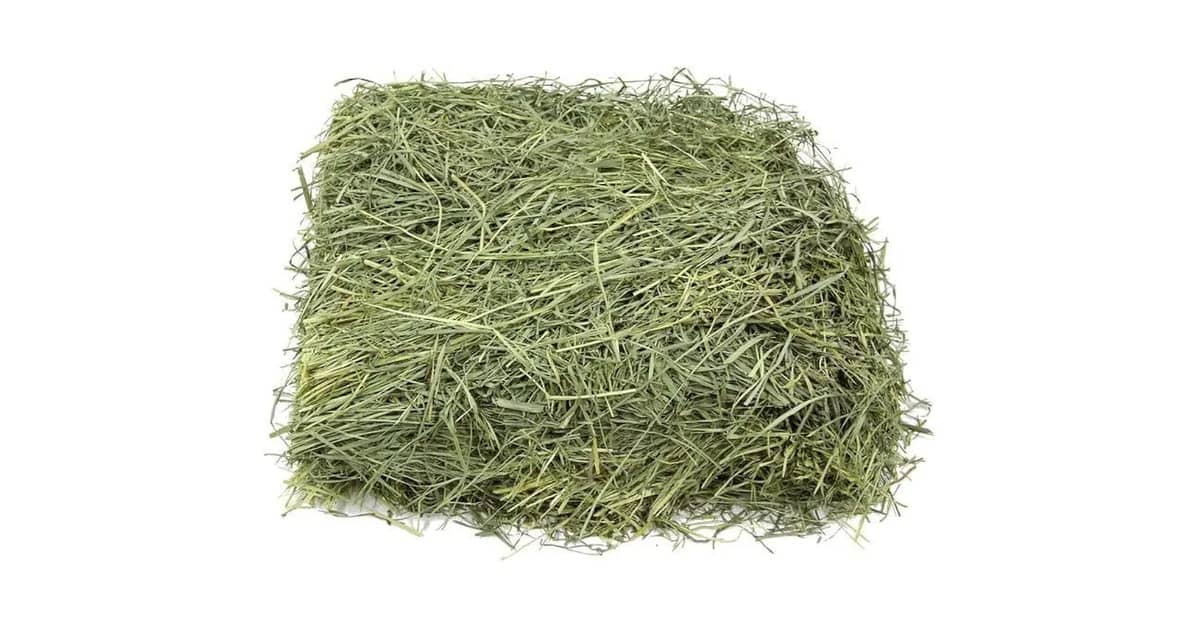 Qual Melhor Feno de Alfafa? Um Guia Para Comprar