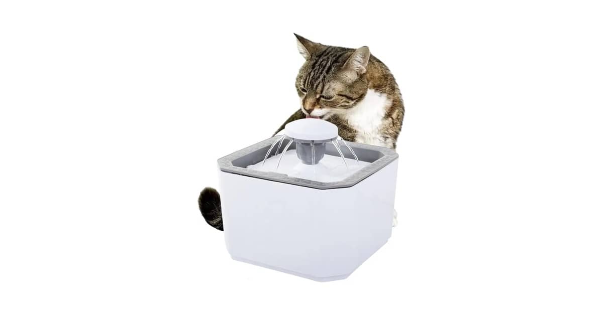 Qual Melhor Fonte de Agua Automatica Para Gatos? Guia