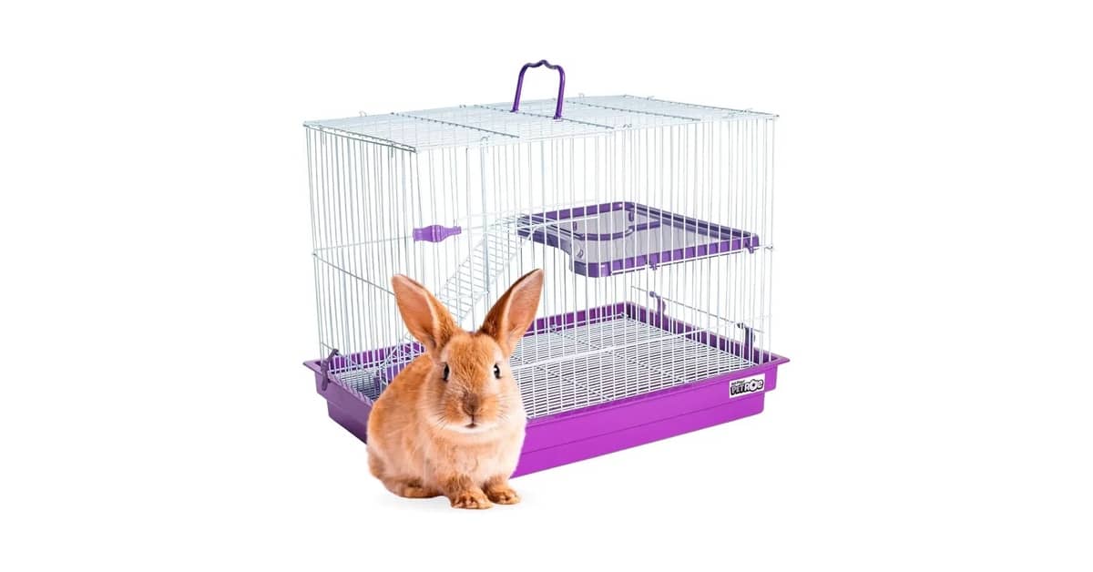 Qual Melhor Gaiola para Porquinho da Índia: Guia Completo