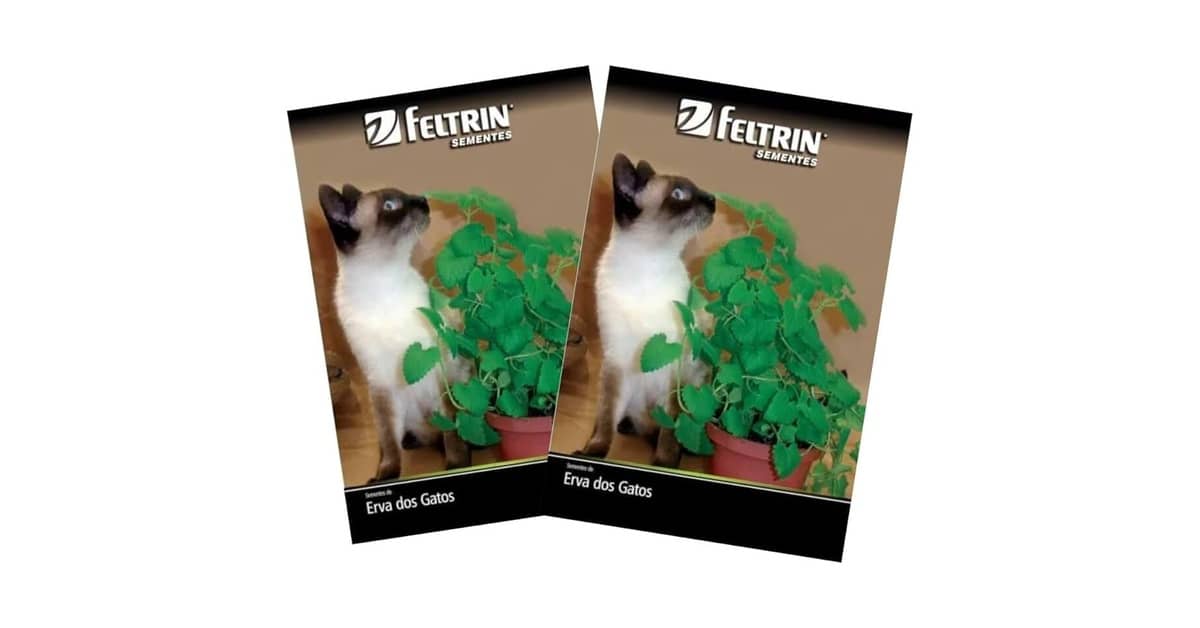 Qual Melhor Grama para Gato (Catnip)? Guia Completo