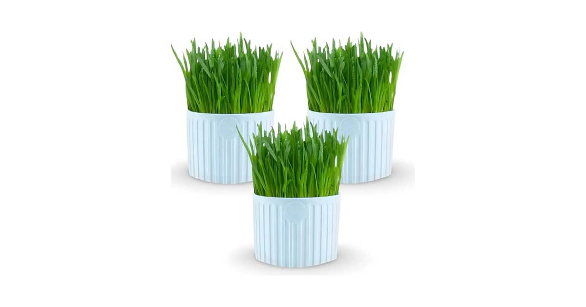 Qual Melhor Graminha Para Gato Para Digestão? 10 Kits