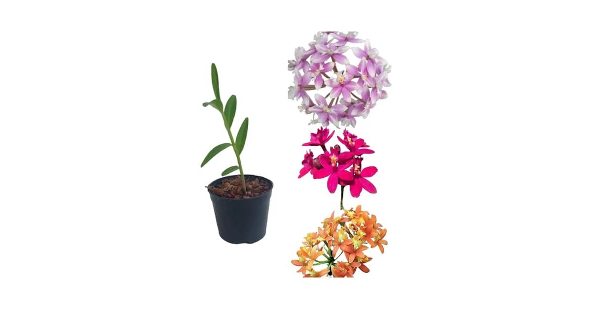 Qual Melhor Orquídea Para Cultivar Dentro de Casa?