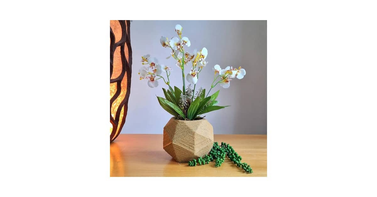 Qual Melhor Orquídea Para Presente Que Não Morre?