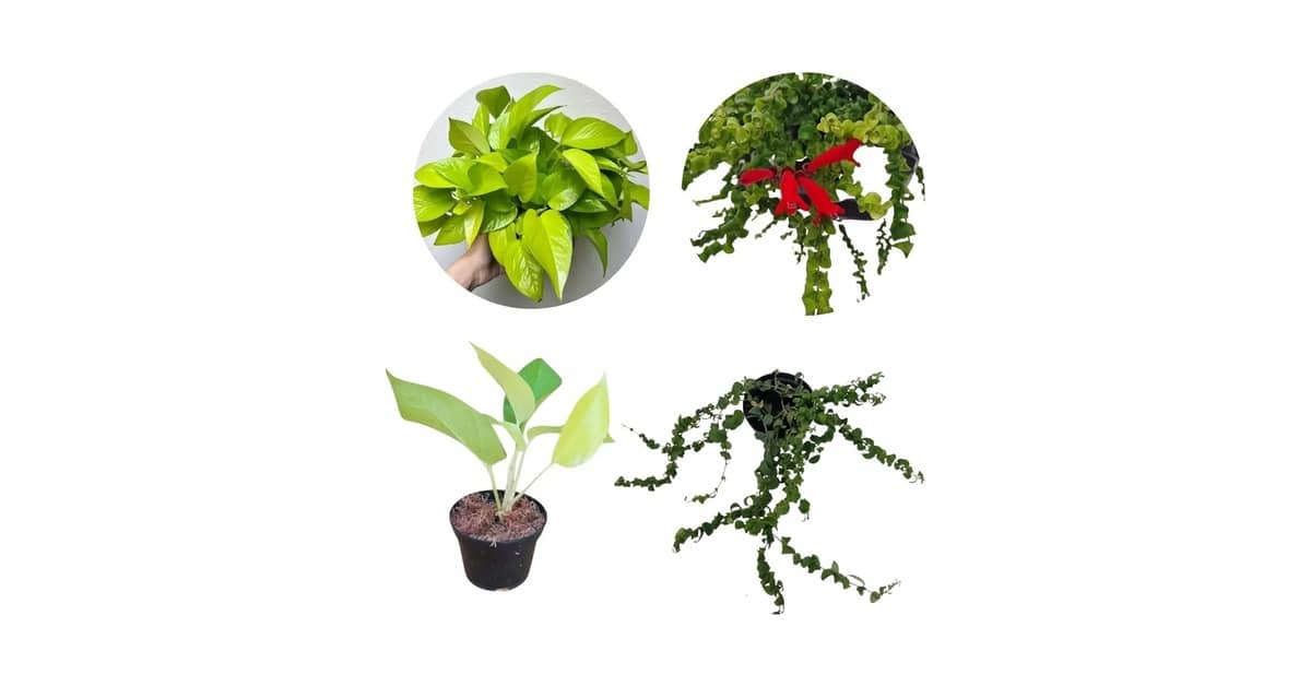 Qual Melhor Presente Para Quem Ama Plantas: 10 Itens Únicos