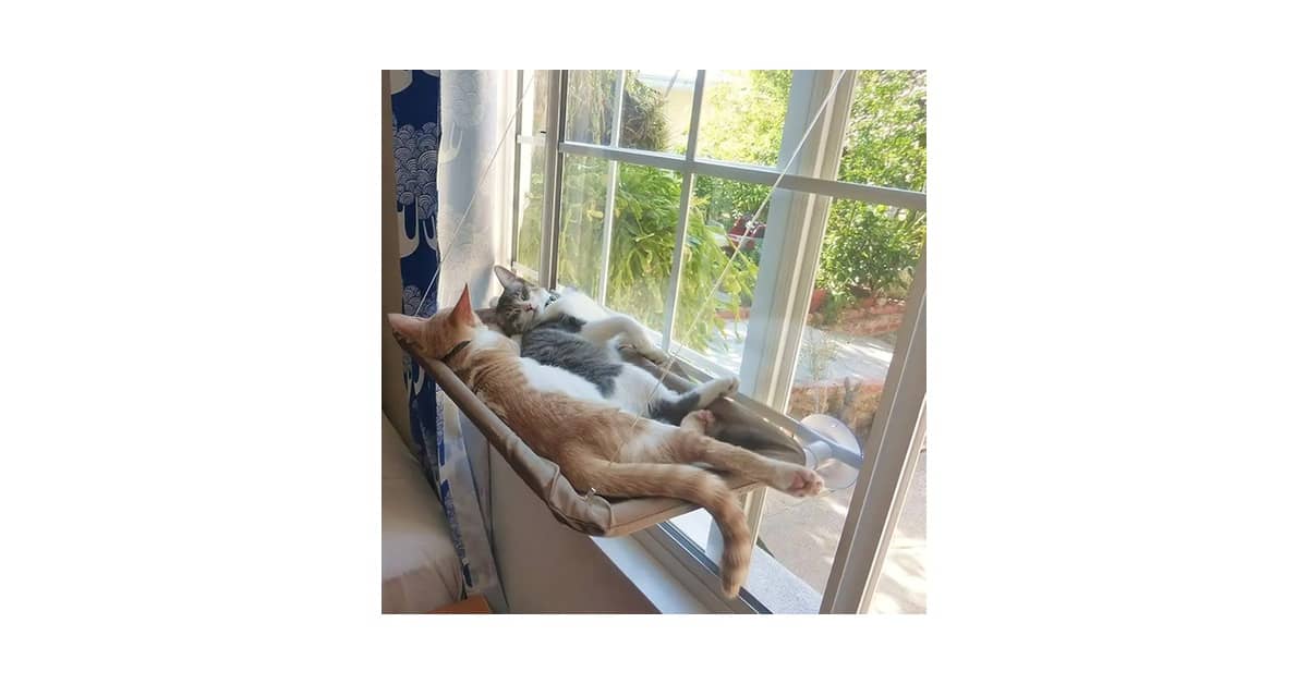 Qual Melhor Rede de Descanso de Janela para Gatos?