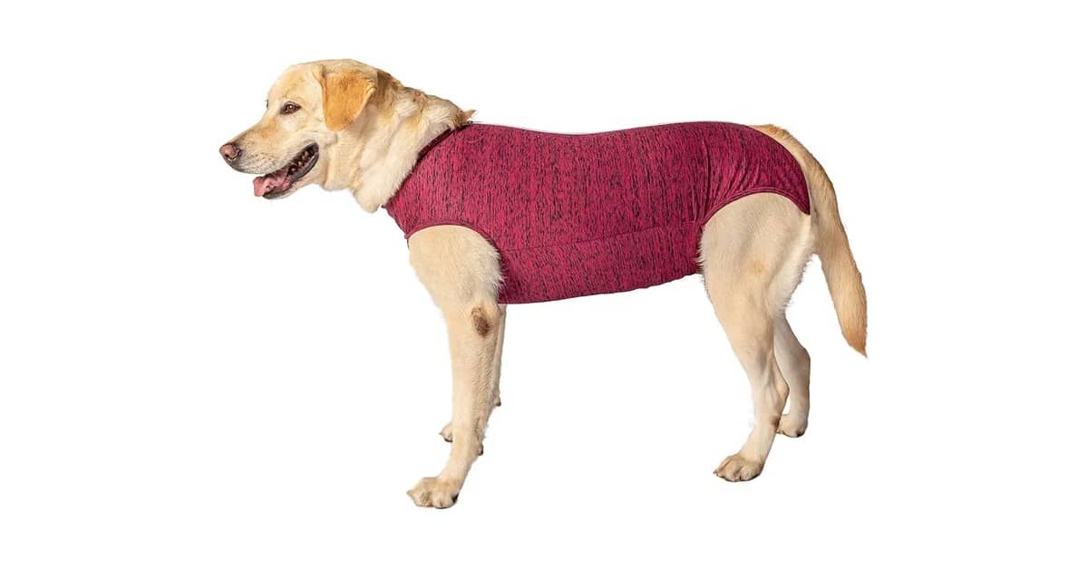 Qual Melhor Roupa Cirúrgica Para Pet Para Cães e Gatos