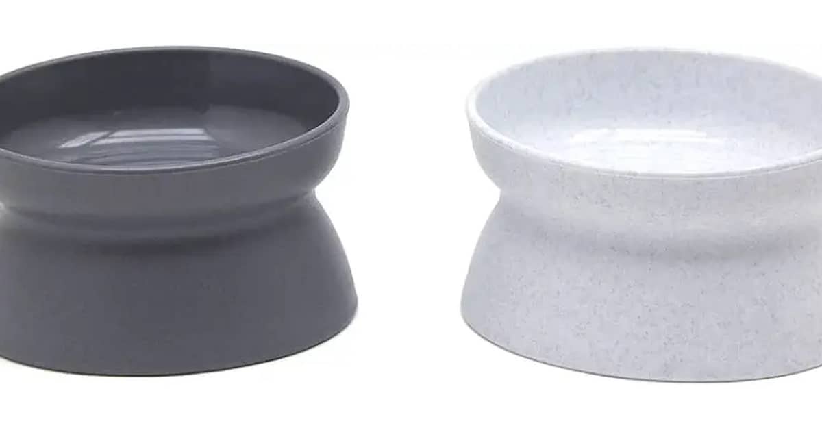 Qual Melhor Vasilha Para Gato: Guia de Saúde Felina