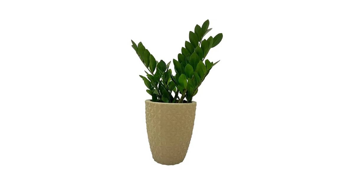 Qual Melhor Vaso Para Zamioculca? Guia de Modelos