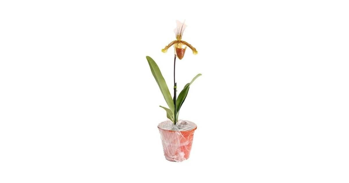 Qual o Melhor Vaso para Orquídea Sapatinho? Guia Definitivo