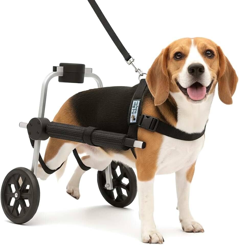 Cadeira de 2 Rodas Para Cachorro Tam M Regulável Pata Traseira Paraplegia Reabilitação Paralisia Idoso Pet Best Soluções