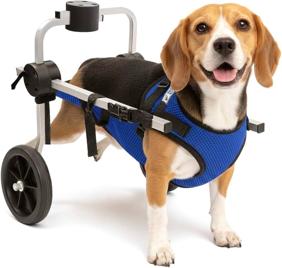Cadeira de 2 Rodas Para Cachorro Tam M com Colete Azul Regulável Pata Traseira Paraplegia Reabilitação Paralisia Idoso Pet Best Soluções