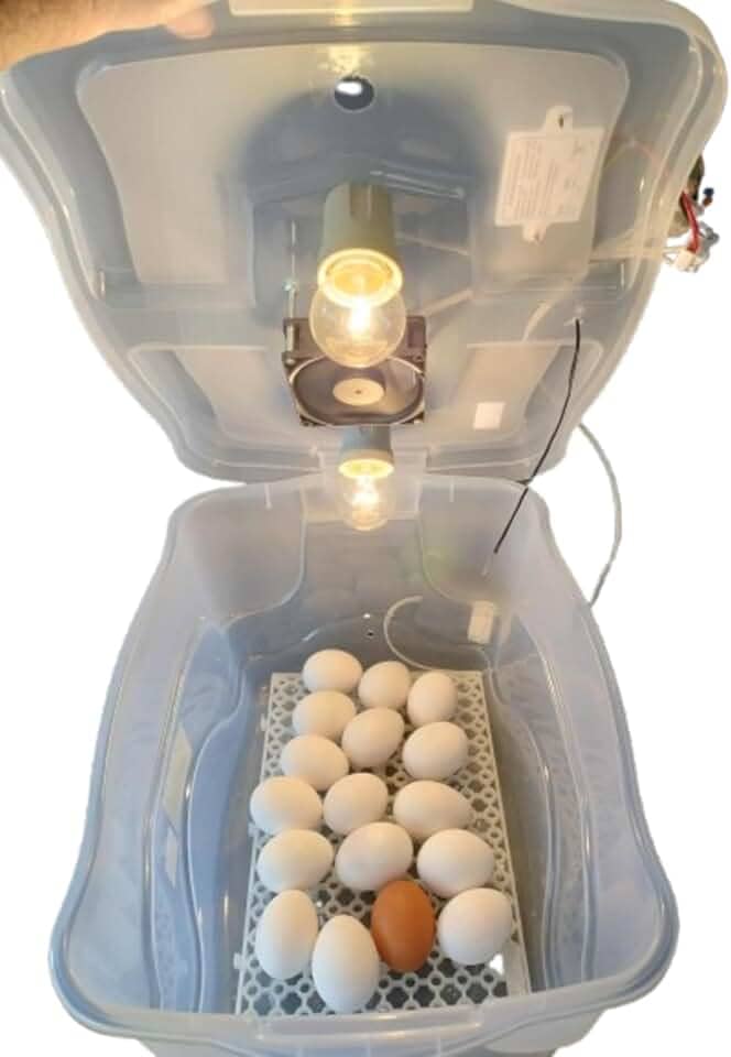 Chocadeira Com Controle De Temperatura Automático Capacidade 30 Ovos De Galinha Ou 90 De Codorna