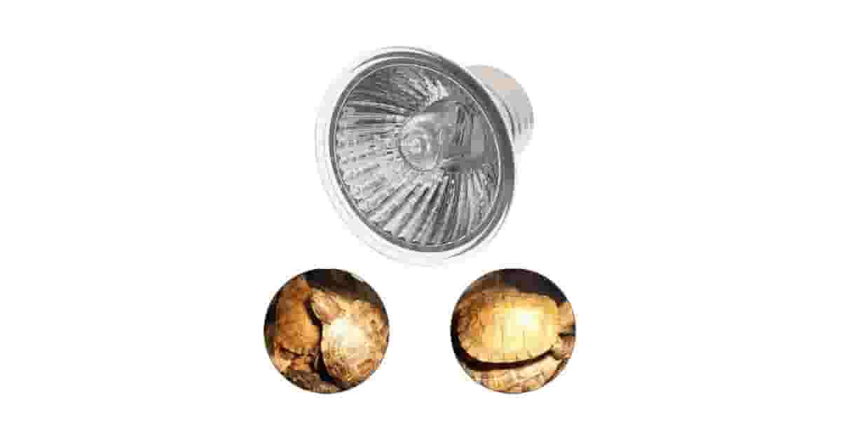 Qual Melhor Lâmpada UVB Para Réptil? Guia Completo