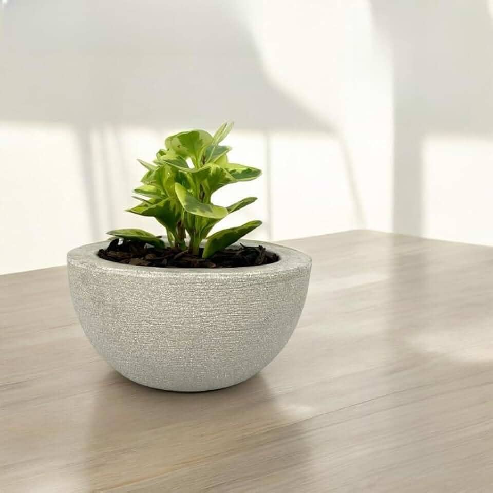 Vaso Decorativo Cuia Bacia Polietileno Suculenta Cactos 26cm (AREIA)