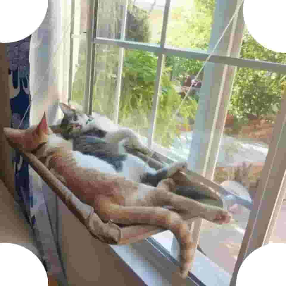 CAMINHA DE JANELA PARA GATOS SUSPENSA com ventosas SACADA CAMA pet cat 55X32 DIVERTIDO E CONFORTÁVEL