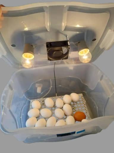 Chocadeira Pet Com Ovoscopio 2 Lâmpadas Cooler Para 30 Ovos De Galinha Ou 90 De Codorna