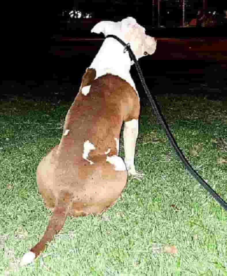 Coleira para Cachorro Guia Unificada para Adestramento com Trava Aço - 2 Metros - Gari & Co. (PRETO)