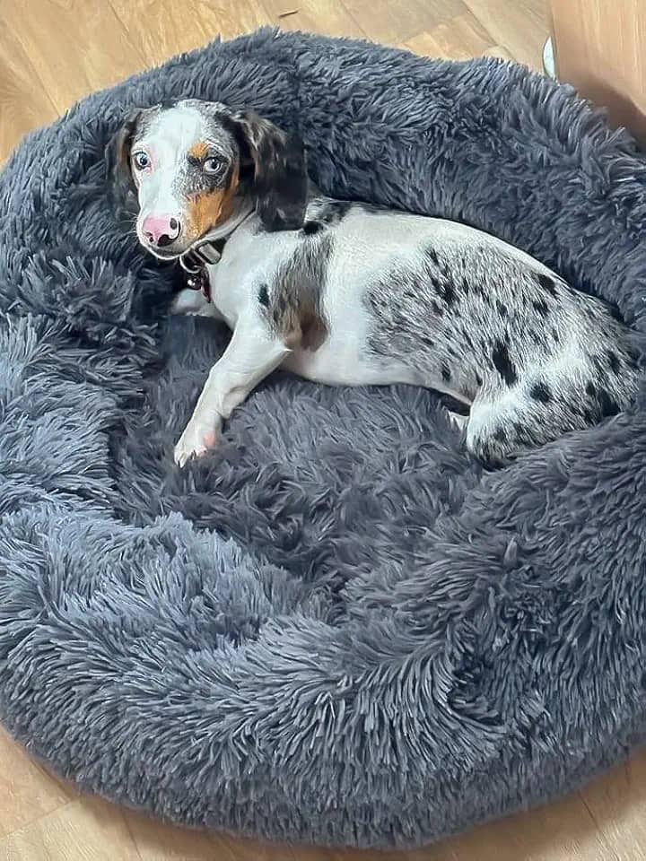 Cama Pet Nuvem Cachorro Gato Dog Caminha 70 Cm Grande Pelucia (CINZA)