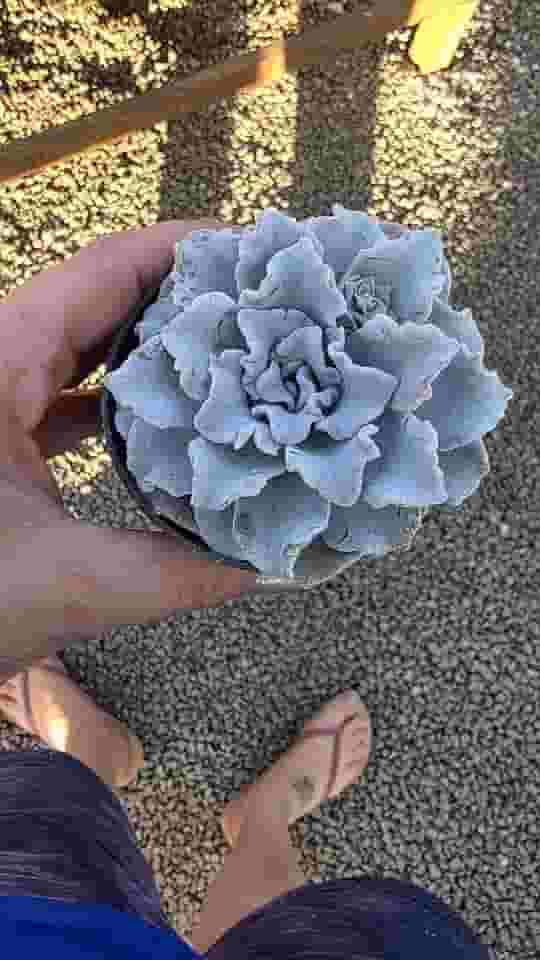 Suculenta Crispate Beauty, Planta Natural