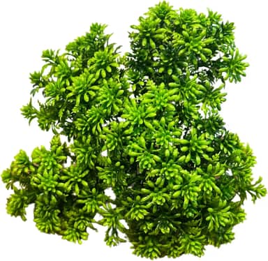 KINDU, Buquê Artificial de Mini Suculentas