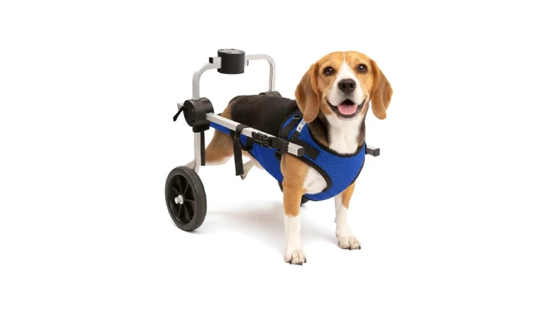 Melhor Cadeira de Rodas para Cachorro: Guia Completo
