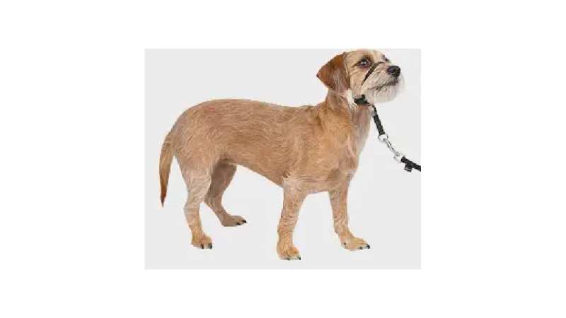 Melhor Coleira para Cachorro que Puxa: Guia de 7 Modelos