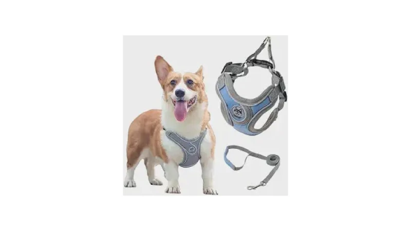Melhor Marca de Coleira para Cachorro: Segurança e Estilo!
