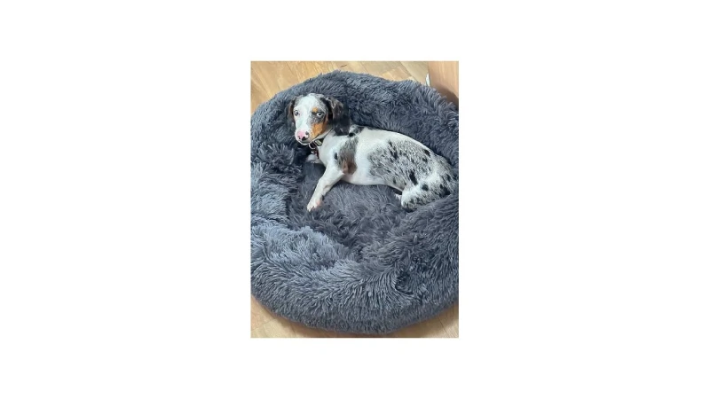 Melhor Material para Cama de Cachorro: Conforto e Durabilidade