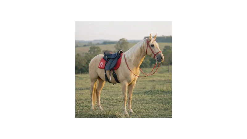 Melhor Sela para Cavalgada: Guia Essencial