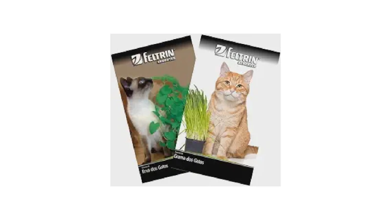 Qual Melhor Grama para Gato (Catnip)? Guia Completo