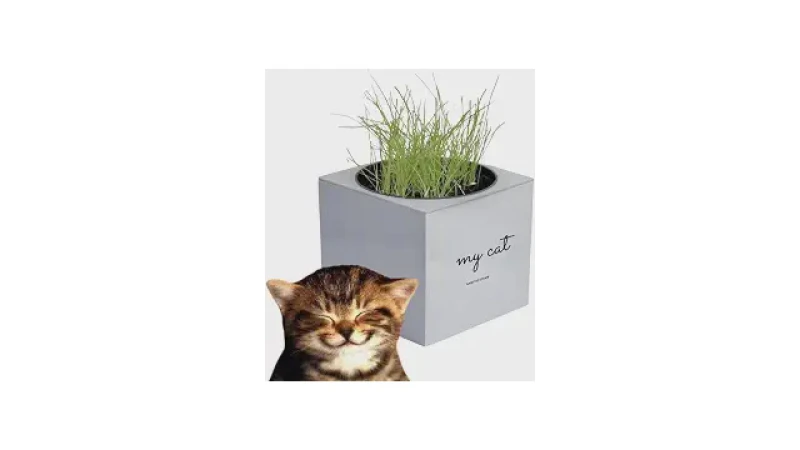 Qual Melhor Graminha Para Gato Para Digestão? 10 Kits