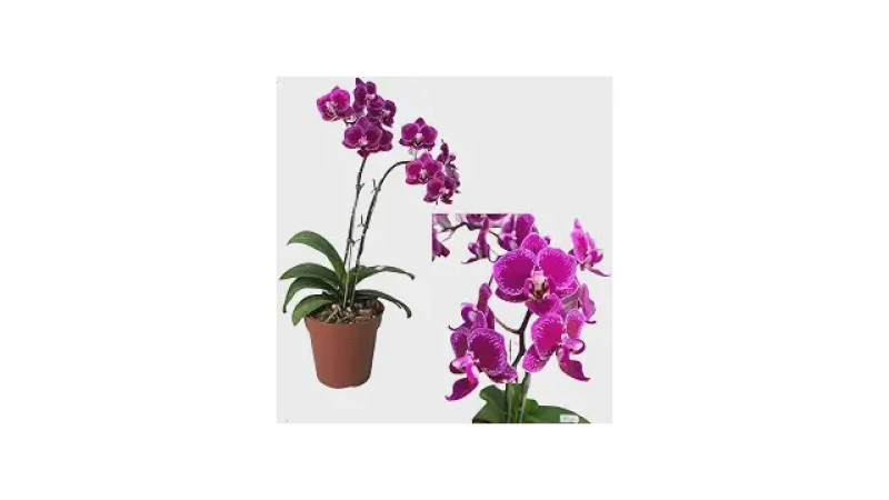 Qual Melhor Orquídea Para Cultivar Dentro de Casa?