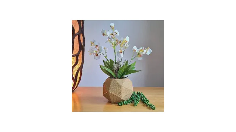 Qual Melhor Orquídea Para Presente Que Não Morre?