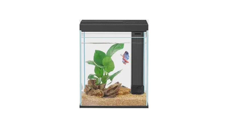 Qual Melhor Peixe Para Aquário Pequeno: Guia de Kits