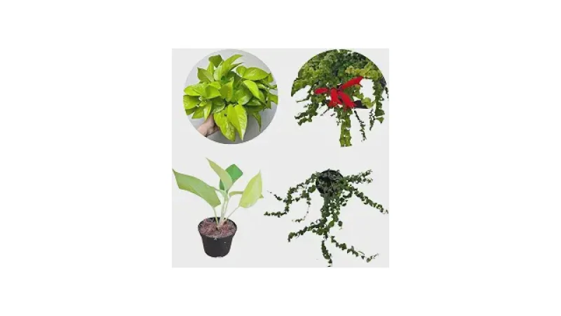 Qual Melhor Presente Para Quem Ama Plantas: 10 Itens Únicos
